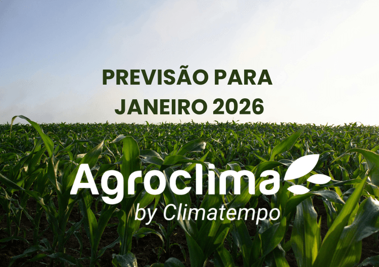 Thumbnail da notícia Thumbnail da notícia